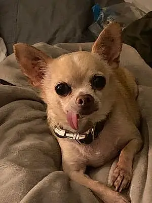 Name Chihuahua Dog Dino