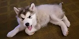 Name Alaskan Malamute Dog Halo