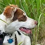 Dog, Dog breed, Plant, Collar, Carnivore, Liver, Whiskers, Companion dog, Grass, Fawn, Dog Collar, Snout, Terrestrial Animal, Leash, Fang, Canidae, Furry friends, Working Animal, Working Dog