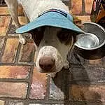 Dog, Eyes, Dog breed, Carnivore, Jaw, Working Animal, Fawn, Companion dog, Snout, Hat, Sun Hat, Canidae, Backpack, Luggage And Bags, Brick, Furry friends