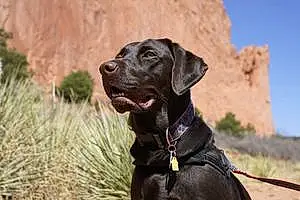 Name Labrador Retriever Dog Bodhi