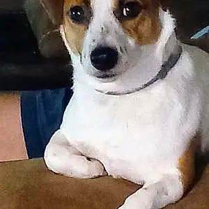 Jack Russell Dog Nugget