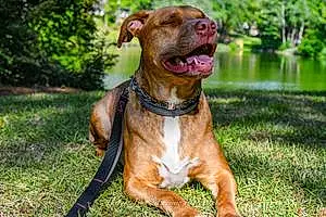 Name American Staffordshire Terrier Dog Pluto