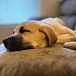 Dog, Carnivore, Dog breed, Comfort, Fawn, Whiskers, Companion dog, Snout, Terrestrial Animal, Wood, Furry friends, Canidae, Pet Supply, Nap, Linens, Paw, Sleep, Non-sporting Group