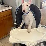 Dog, Bull Terrier, White, Carnivore, Dog breed, Table, Companion dog, English White Terrier, Bull Terrier (miniature), Pet Supply, Tail, Gull Terr, Comfort, Collar, Old English Terrier, Room, Chair, Sitting