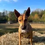 Sky, Dog, Cloud, Carnivore, Dog breed, Grass, Fawn, Companion dog, Snout, Terrestrial Animal, Landscape, Grassland, Tree, Working Animal, Soil, Adventure, Canidae, Happy, Wood