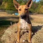Dog, Dog breed, Carnivore, Sky, Fawn, Terrestrial Animal, Snout, Grass, Companion dog, Landscape, Wood, Soil, Canidae, Tree, Working Animal, Hunting Dog, Grassland