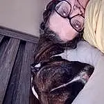 Glasses, Dog, Vision Care, Carnivore, Ear, Jaw, Dog breed, Gesture, Comfort, Eyewear, Grey, Fawn, Beard, Happy, Companion dog, Whiskers, Liver, Wood, Snout, Furry friends