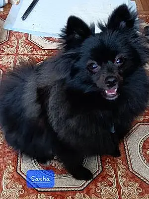 Name Pomeranian Dog Sasha
