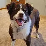 Dog, Carnivore, Dog breed, Herding Dog, Plant, Companion dog, Border Collie, Whiskers, Furry friends, Australian Collie, Door, Working Animal, Working Dog, Giant Dog Breed, Collar, Guard Dog