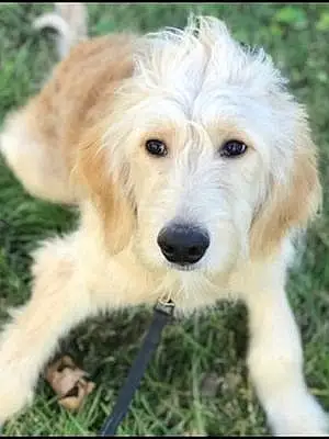 Name Goldendoodle Dog Harvey