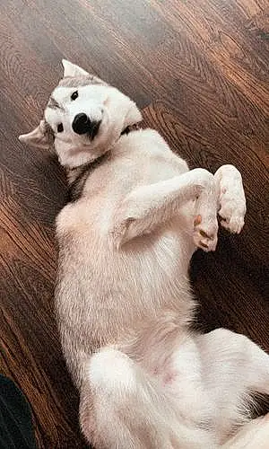 Name Husky Dog Polo