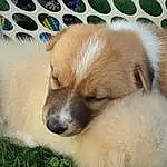 Dog, Carnivore, Dog breed, Fawn, Companion dog, Whiskers, Snout, Comfort, Bored, Canidae, Terrestrial Animal, Working Animal, Furry friends, Nap, Puppy, Non-sporting Group, Toy Dog, Sleep, Paw