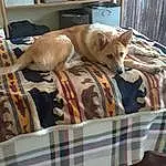 Dog, Dog breed, Sleeve, Tartan, Carnivore, Wood, Fawn, Companion dog, Working Animal, Snout, Plaid, Pattern, Comfort, Hardwood, Linens, Canidae, Guard Dog, Furry friends, Non-sporting Group