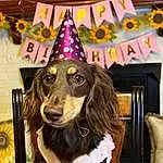 Party Hat, Dog, Carnivore, Yellow, Party Supply, Costume Hat, Companion dog, Event, Working Animal, Dog breed, Fashion Accessory, Fun, Recreation, Furry friends, Happy, Cone, Helmet, Costume, Dog Supply, Room