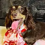 Dog, Dog breed, Carnivore, Companion dog, Dog Supply, Spaniel, Happy, Snout, Event, Furry friends, Canidae, Cocker Spaniel, Collar, Working Animal, Liver, Working Dog, Costume