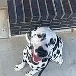Dog, Dog breed, Carnivore, Snout, Collar, Working Animal, Dalmatian, Pet Supply, Companion dog, Canidae, Non-sporting Group, Working Dog, Concrete