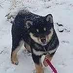 Snow, Dog, Carnivore, Dog breed, Sled Dog, Winter, Freezing, Canis, Wolf, Working Animal, Furry friends, Canidae, Working Dog, Siberian Husky, Herding Dog, Ancient Dog Breeds, Puppy, Non-sporting Group, Tail