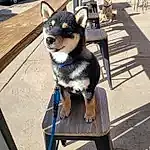 Dog, Blue, Collar, Carnivore, Dog breed, Working Animal, Companion dog, Dog Supply, Chair, Snout, Outdoor Furniture, Electric Blue, Herding Dog, Furry friends, Canidae, Wood, Fashion Accessory, Dog Collar, Outdoor Table