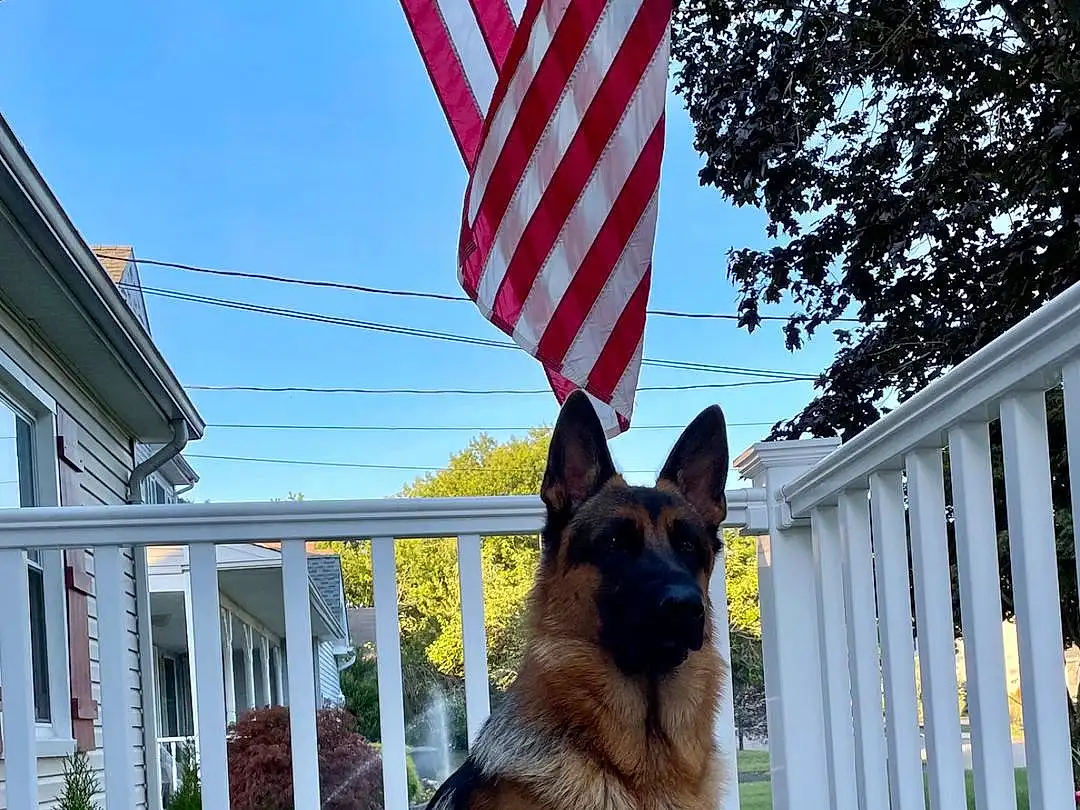 Dog, Plant, Sky, Dog breed, German Shepherd Dog, Carnivore, Window, Building, Flag, Companion dog, Fawn, Fence, Herding Dog, Snout, Dog Supply, Tree, Flag Of The United States, Collar, Wood, Tail