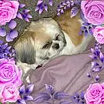 Dog, Purple, Textile, Carnivore, Dog Supply, Pink, Liver, Violet, Flower, Dog breed, Petal, Fawn, Companion dog, Font, Toy Dog, Magenta, Plant, Rose, Furry friends, Pet Supply