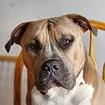 Dog, Carnivore, Collar, Fawn, Dog breed, Companion dog, Whiskers, Wrinkle, Bulldog, Dog Collar, Working Animal, Boxer, Molosser, Working Dog, Canidae, Ancient Dog Breeds, Non-sporting Group, Terrestrial Animal