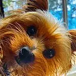Dog, Dog breed, Carnivore, Companion dog, Fawn, Liver, Toy Dog, Snout, Working Animal, Toy, Small Terrier, Close-up, Terrier, Furry friends, Canidae, Shih Tzu, Terrestrial Animal, Biewer Terrier, Maltepoo