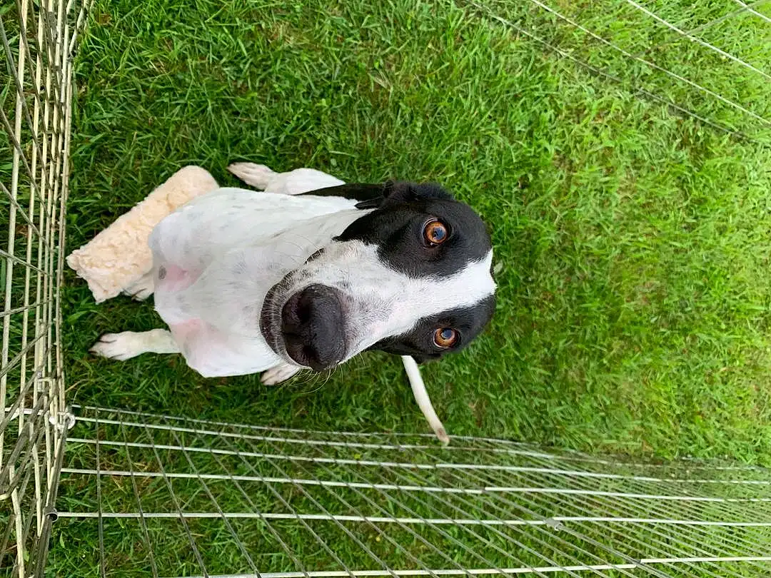 Dog breed, Mesh, Grass, Wire Fencing, Snout, Terrestrial Animal, Beak, Companion dog, Working Animal, Grassland, Pasture, Fence, Tail, Furry friends, Canidae, Net, Bovine, Chain-link Fencing, Livestock