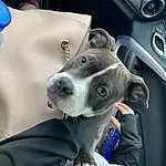 Dog, Blue, Car, Carnivore, Vehicle, Vehicle Door, Snout, Companion dog, Dog breed, Collar, Steering Wheel, Auto Part, Personal Luxury Car, Electric Blue, Working Animal, Automotive Exterior, Family Car, Comfort, Selfie, Car Seat