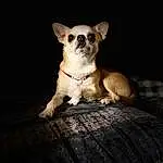 Dog, Dog breed, Carnivore, Whiskers, Ear, Companion dog, Fawn, Chihuahua, Toy Dog, Snout, Wood, Furry friends, Canidae, Tail, Darkness, Working Animal, Terrestrial Animal, Flash Photography, Paw