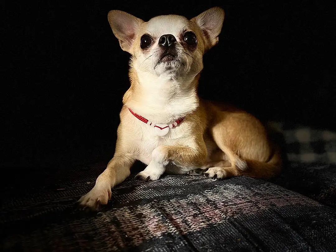 Dog, Dog breed, Carnivore, Whiskers, Ear, Companion dog, Fawn, Chihuahua, Toy Dog, Snout, Wood, Furry friends, Canidae, Tail, Darkness, Working Animal, Terrestrial Animal, Flash Photography, Paw