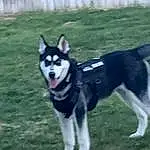 Dog, Carnivore, Dog breed, Companion dog, Grass, Sled Dog, Snout, Recreation, Collar, Working Animal, Tail, Pet Supply, Canidae, Dog Supply, Herding Dog, Working Dog, Dog Collar, Non-sporting Group, Ancient Dog Breeds