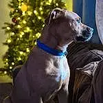 Dog, Christmas Tree, Carnivore, Dog breed, Collar, Fawn, Dog Collar, Companion dog, Dog Supply, Working Animal, Pet Supply, Tree, Electric Blue, Event, Rampur Greyhound, Liver, Christmas Decoration, Holiday, Conifer