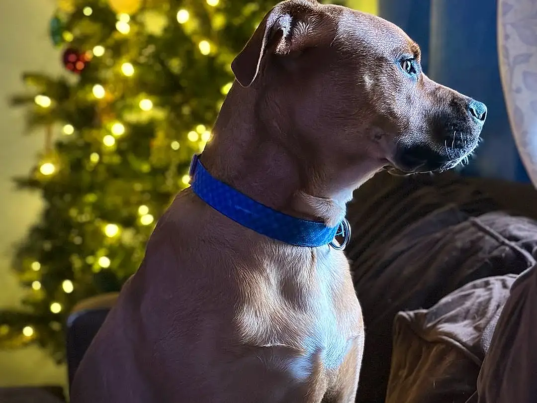 Dog, Christmas Tree, Carnivore, Dog breed, Collar, Fawn, Dog Collar, Companion dog, Dog Supply, Working Animal, Pet Supply, Tree, Electric Blue, Event, Rampur Greyhound, Liver, Christmas Decoration, Holiday, Conifer