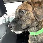Dog, Carnivore, Collar, Vehicle, Fawn, Dog Collar, Companion dog, Whiskers, Car, Dog breed, Snout, Window, Working Animal, Giant Dog Breed, Furry friends, Leash, Windshield, Guard Dog, Vehicle Door, Head Restraint