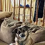 Dog, Dog breed, Comfort, Carnivore, Couch, Interior Design, Wood, Companion dog, Fawn, Dog Supply, Snout, Chair, Linens, Living Room, Collar, Canidae, Room, Eyewear, Working Animal
