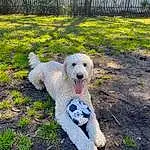 Dog, Dog breed, Carnivore, Fence, Grass, Companion dog, Plant, Toy Dog, Terrier, Poodle, Garden, Labradoodle, Small Terrier, Yard, Shrub, Home Fencing, Landscaping, Goldendoodle, Soil