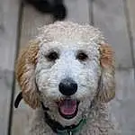 Dog, Carnivore, Dog breed, Water Dog, Companion dog, Snout, Terrier, Poodle, Furry friends, Canidae, Dog Collar, Toy Dog, Labradoodle, Maltepoo, Working Animal, Poodle Crossbreed, Circle, Terrestrial Animal, Non-sporting Group