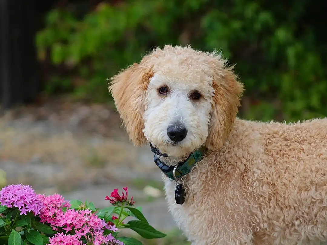 Dog, Plant, Flower, Dog breed, Carnivore, Water Dog, Companion dog, Fawn, Grass, Snout, Poodle, Terrier, Canidae, Furry friends, Annual Plant, Dog Collar, Flowering Plant, Labradoodle, Herbaceous Plant
