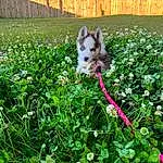 Plant, Dog, Flower, Leaf, Carnivore, Grass, Fawn, Shrub, Companion dog, Groundcover, Dog breed, Wood, Tree, Spring, Toy Dog, Tail, Garden, Annual Plant, Dog Supply