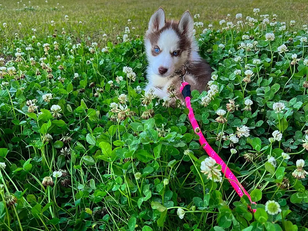 Plant, Dog, Flower, Leaf, Carnivore, Grass, Fawn, Shrub, Companion dog, Groundcover, Dog breed, Wood, Tree, Spring, Toy Dog, Tail, Garden, Annual Plant, Dog Supply