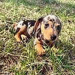 Dog, Carnivore, Dog breed, Plant, Grass, Fawn, Companion dog, Terrestrial Animal, Working Animal, Grassland, Snout, Canidae, Field, Prairie, Pasture, Groundcover, Landscape, Puppy