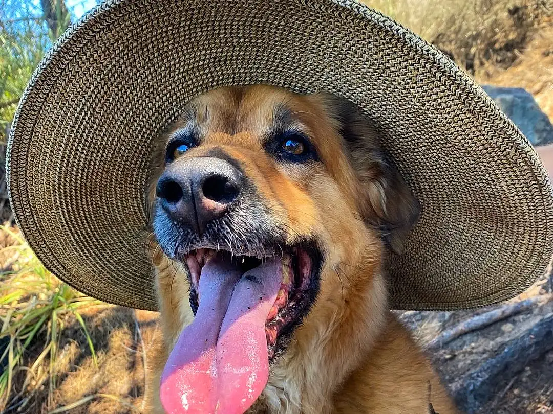 Dog, Carnivore, Dog breed, Tree, Fawn, Companion dog, Snout, Smile, Whiskers, Collar, Fence, Hat, Disc Dog, Grass, Canidae, Working Dog, Plant, Terrestrial Animal