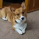 Dog, Carnivore, Dog breed, Fawn, Companion dog, Working Animal, Whiskers, Tail, Terrestrial Animal, Canidae, Furry friends, Cardigan Welsh Corgi, Door, Wood, Ancient Dog Breeds, Non-sporting Group