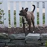 Plant, Dog, Wood, Carnivore, Fawn, Tree, Woody Plant, Dog breed, Tail, Grass, Trunk, Art, Metal, Shadow, Siding, Canidae, Guard Dog, Landscape, Statue