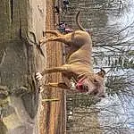 Water, Dog, Carnivore, Dog breed, Wood, Tree, Fawn, Trunk, Working Animal, Plant, Snout, Tail, Canidae, Twig, Recreation, Sky, Adventure, Fun