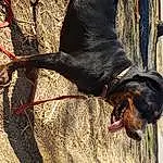 Dog, Carnivore, Dog breed, Tree, Collar, Working Animal, Snout, Plant, Tail, Twig, Trunk, Canidae, Terrestrial Animal, Foot, Pet Supply, Dog Collar, Soil, Leash