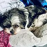 Dog, Dog breed, Carnivore, Liver, Companion dog, Fawn, Toy Dog, Working Animal, Shih Tzu, Snout, Dog Supply, Comfort, Canidae, Furry friends, Maltepoo, Terrier, Small Terrier, Whiskers, Terrestrial Animal