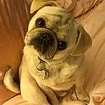 Dog, Dog breed, Carnivore, Pug, Companion dog, Fawn, Comfort, Bulldog, Working Animal, Wrinkle, Snout, Whiskers, Toy Dog, Furry friends, Canidae, Paw, Linens, Puppy love, Molosser