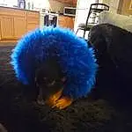 Dog, Cabinetry, Carnivore, Dog breed, Companion dog, Electric Blue, Toy Dog, Tail, Furry friends, Hardwood, Feather, Room, Drawer, Wig, Poodle, Canidae, Cupboard, Countertop